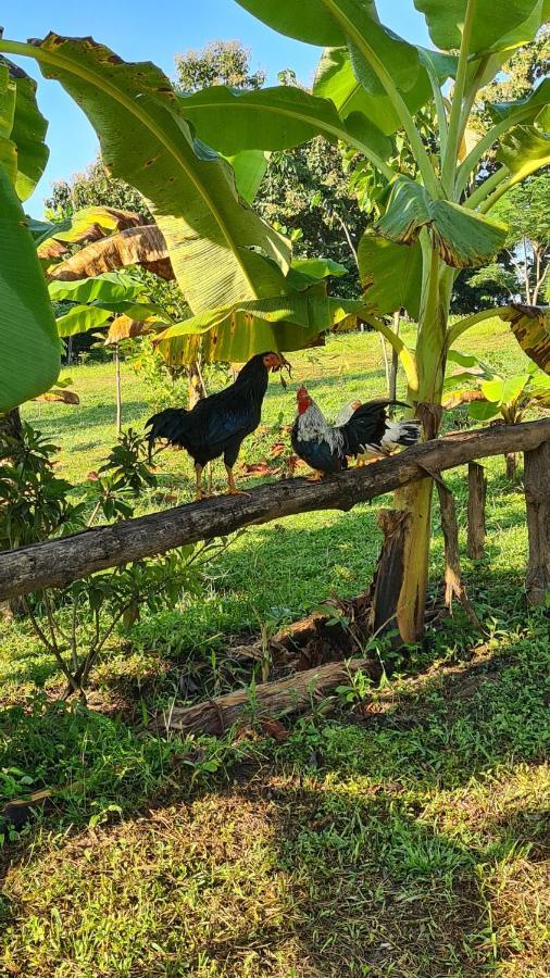 True Nature Chiang Mai - Yoga & Meditation Homestay Retreat Eksteriør bilde